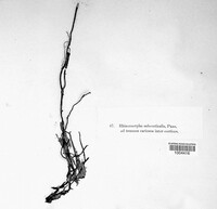 Rhizomorpha subcorticalis image